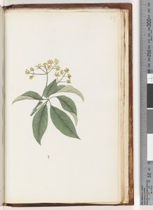 Side 237. Uidentificeret plante af Unknown artist