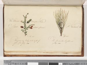 Side 238. Uidentificeret plante af Unknown artist