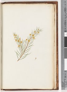 Page 239. Unidentified plantdani af Unknown artist