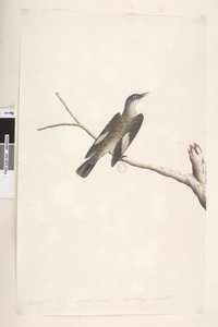 Side 23. Maj, naturlig størrelse, iris & tunge tvivlsom Brun trækrybning Climacteris picumnus, 1791-92 af Unknown artist