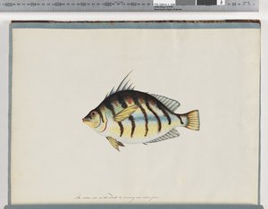 Page 23. Unidentified fishdani af Unknown artist
