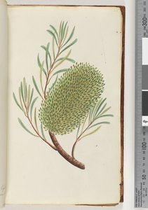 Side 23. Unavngiven blomstrende plante af Unknown artist