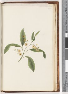 Page 240. Unidentified plantdani af Unknown artist