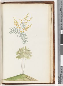 Page 243. Unnamed flowering plantdani af Unknown artist