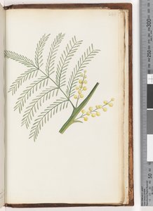 Side 244. Uidentificeret plante af Unknown