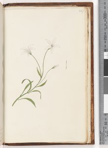 Side 247. Uidentificeret plante af Unknown artist