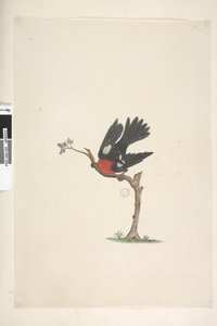 Side 24. Naturlig størrelse Scarlet Robin Petroica flerfarvet, han, Norfolk Island, 1791-92 af Unknown artist