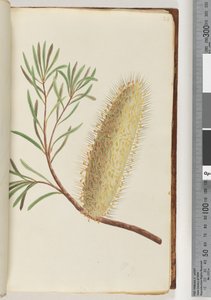 Page 24. Unnamed flowering plantdani af Unknown artist