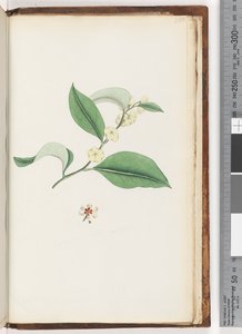 Side 250. Unavngivet træ af Unknown artist