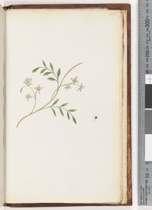 Side 251. Uidentificeret plante af Unknown artist