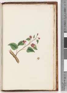 Side 252. Uidentificeret plante af Unknown artist