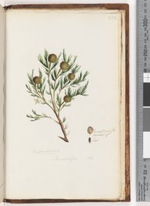 Side 253. Euphorbiaceae / Ricinocarpus  ...? Bryllupsbusk af Unknown artist