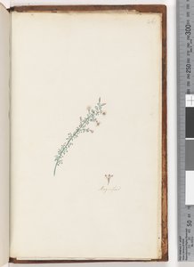 Side 261. Uidentificeret plante af Unknown