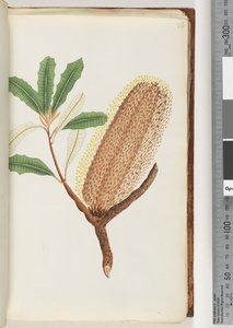 Side 26. Unavngiven blomstrende plante af Unknown artist