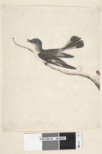 Side 27. Maj. Hooded Robin i naturlig størrelse, hun Melanodryas cucullata, 1791-92 af Unknown artist