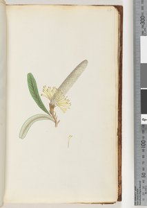Side 28. Blomstrende plante, "en slyngplante" af Unknown artist