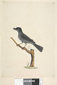 Side 29. Blackbird Norfolk Island Blackbird? Aplonis fuscus, mand, 1791-92 af Unknown artist