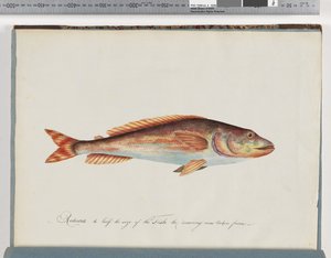 Side 29. Uidentificeret fisk af Unknown artist