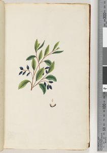 Side 2. Uidentificeret plante af Unknown artist