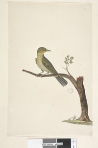 Side 31....? Slank, næbbet hvid, øje Zosterops tenuirostris, 1791-92 af Unknown artist