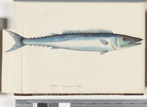 Side 32. Barracouta af Unknown artist