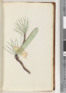 Side 33. Plante, Banksia spinulosa af Unknown artist