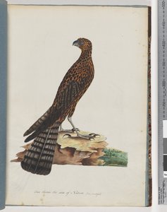 Page 36. Red Goshawk. Radiated Falcondani af Unknown artist