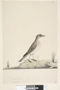 Page 38. Alundu? above title in different hand Natural size, July Pipit Anthus australis, 1791-92dani af Unknown artist