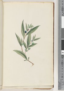 Page 3. Unidentified plantdani af Unknown artist
