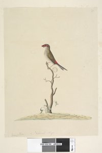 Side 40. Kundeservice. Naturlig størrelse rød, pandefink Neochmia brevis Aegintha brevis, 1791-92 af Unknown artist