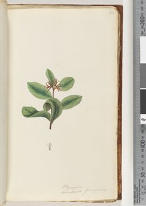 Page 40. Persoonia / Schraderia ferrugineadani af Unknown artist