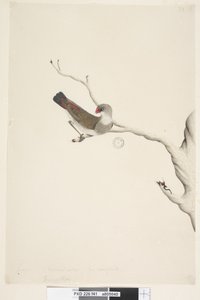 Side 41. Frynse. ovenstående titel i anden hånd juni. Naturlig størrelse. Iris tvivlsom Diamond Firetail Stagonopleura guttata, umoden, 1791-92 af Unknown artist