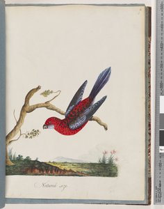 Side 45. Crimson Rosella. Pennantian papegøje af Unknown artist