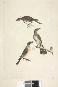 Side 46. Cuculus. langs nederste kant i forskellige hånd Disse fugle tegnet naturlig størrelse. De øverste to fugle er gøgen af gyldne bronze, den tredje er en rødbrun whistler Lamprococcyx plagosus Chrysococcyx lucidis, 1791-92 af Unknown artist