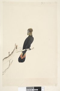 Side 48. Sort kakadue. nederst til venstre i anden hånd Reduceret med skala til 1/3 af den naturlige størrelse. Blank sort kakadue Calyptorhynchus lathami, hun, 1791-92 af Unknown artist