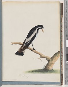 Side 50. Magpie-lærke. Corvus cyanoleucos af Unknown artist