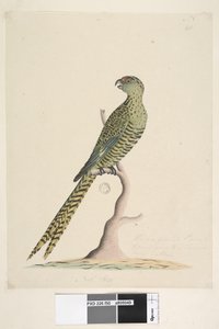 Side 50. Dette er en jordpapegøje og går aldrig til et træ eller meget sjældent. nederst i midten i forskellig hånd Natl. størrelse. Jordpapegøje Pezoporus wallicus, 1791-92 af Unknown artist