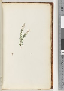 Side 50. Uidentificeret plante af Unknown artist