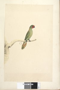 Side 51. Naturlig størrelse Little Lorikeet Glossopsitta pusilla, 1791-92 af Unknown artist