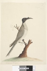Page 55. Wer, gan or the Friar. at lower left in a different hand Meliphaga Phrygia. at lower center in a third hand Natural size Noisy Friarbird Philemon corniculatus, 1791-92dani af Unknown artist