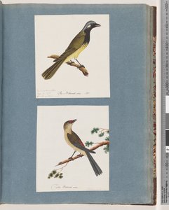 Side 56. Uidentificeret fugl. Turdus leucotis. 57. Rødbrynet Finke. Turdus ny af Unknown artist