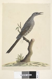 Side 59. Naturlig størrelse, fjerene på hovedhals og bryst er spidse Brush Wattle, Bird Anthochaera chrysoptera, 1791-92 af Unknown artist