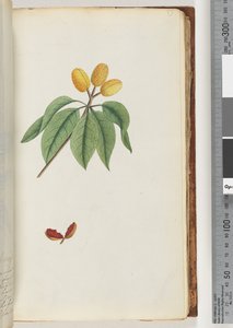 Page 59. Pilospermum mapondani af Unknown artist