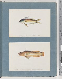 Side 5. Uidentificeret fisk 6. Uidentificeret fisk af Unknown artist