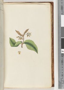 Page 60. Unidentified plantdani af Unknown artist