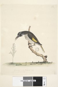 Side 61 Naturlig størrelse Yellow Winged Honeyeater New Holland, 1791-92 af Unknown artist