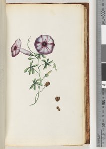 Side 63. Convolvulus af Unknown artist