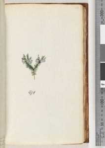 Side 64. Uidentificeret plante af Unknown artist