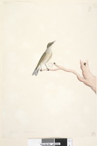 Page 66. August. Natural size Gray, Backed Silvereye Zosterops lateralis, 1791-92dani af Unknown artist