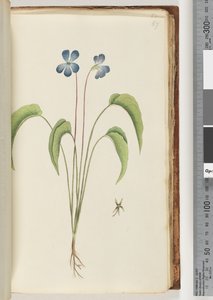 Side 67. Uidentificeret plante af Unknown artist